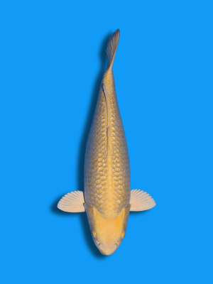 Ginrin Yamabuki |  Koi&Co.